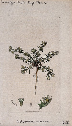 view Knawel plant (Scleranthus perennis): flowering plant and floral segments. Coloured engraving after J. Sowerby, 1796.