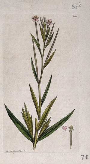 view Willow-herb (Epilobium palustre): flowering stem and floral segments. Coloured engraving after J. Sowerby, 1796.