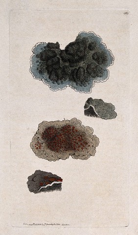 Two lichens with whole and sectioned thallus. Coloured engraving after J. Sowerby, 1796.