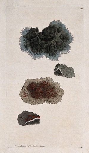 view Two lichens with whole and sectioned thallus. Coloured engraving after J. Sowerby, 1796.