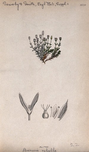 view Sandwort (Arenaria verna): flowering stem and floral segments. Coloured engraving, c. 1830, after J. Sowerby.