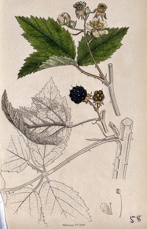 view Bramble (Rubus fruticosus): flowering and fruiting stems with floral segments. Coloured engraving, c. 1830, after J. Sowerby.