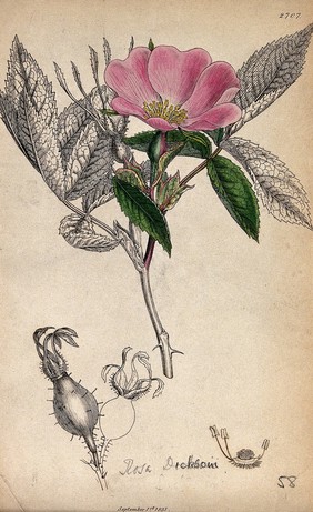A wild rose (Rosa dicksoni): flowering stem, fruit and floral segments. Coloured engraving, c. 1831, after J. Sowerby.