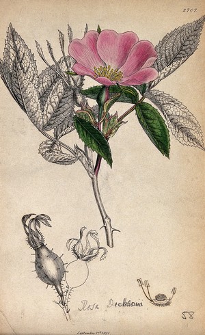 view A wild rose (Rosa dicksoni): flowering stem, fruit and floral segments. Coloured engraving, c. 1831, after J. Sowerby.