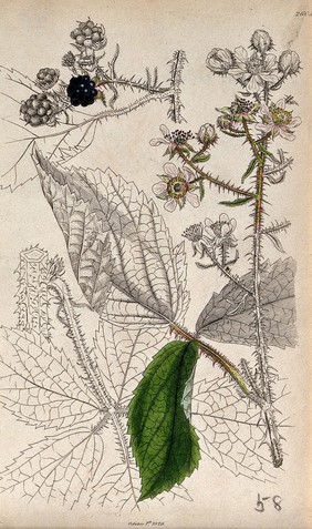 Bramble (Rubus species): flowering and fruiting stems with leaf. Coloured engraving, c. 1829, after J. Sowerby.