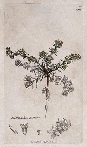 Knawel plant (Scleranthus perennis): flowering plant and floral segments. Coloured engraving after J. Sowerby, 1796.
