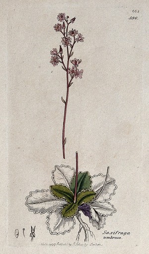 view Saxifrage or rockfoil (Saxifraga umbrosa): flowering plant and floral segments. Coloured engraving after J. Sowerby, 1799.