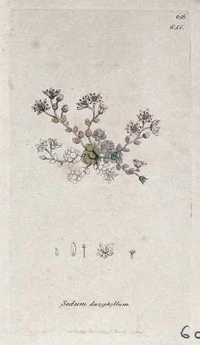 Stonecrop (Sedum dasyphyllum): flowering plant and floral segments. Coloured engraving after J. Sowerby, 1799.