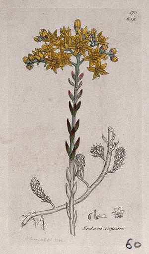 view Stonecrop (Sedum rupestre): flowering plant and floral segments. Coloured engraving after J. Sowerby, 1794.