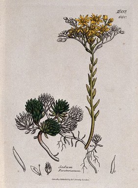 Stonecrop (Sedum forsterianum): flowering plant and floral segments. Coloured engraving after J. Sowerby, 1807.