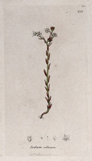 view Stonecrop (Sedum villosum): flowering plant and floral segments. Coloured engraving after J. Sowerby, 1797.