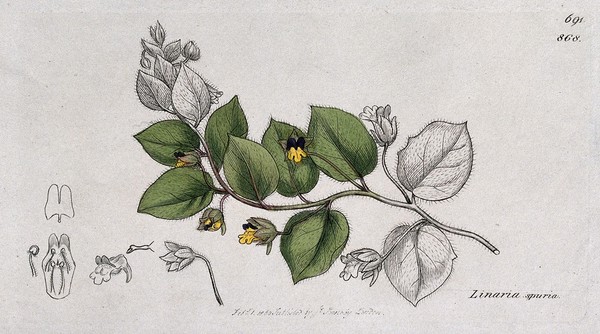 Toadflax (Linaria spuria): flowering stem and floral segments. Coloured engraving after J. Sowerby, 1800.