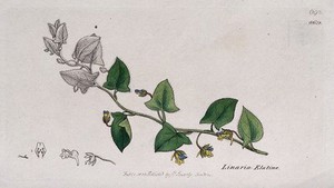 view Toadflax (Linaria elatine): flowering stem and floral segments. Coloured engraving after J. Sowerby, 1800.