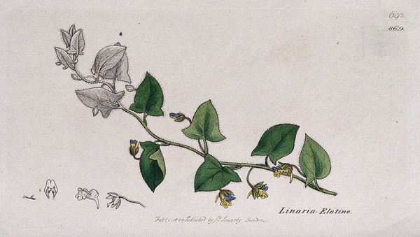 Toadflax (Linaria elatine): flowering stem and floral segments. Coloured engraving after J. Sowerby, 1800.