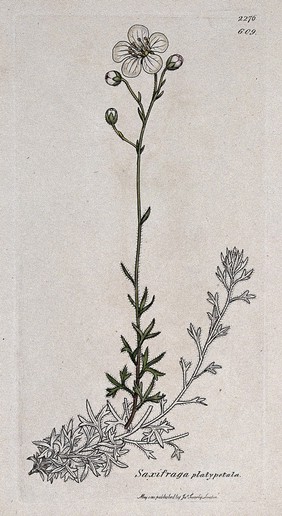 Saxifrage or rockfoil (Saxifraga platypetala): flowering plant and floral segments. Coloured engraving after J. Sowerby, 1811.