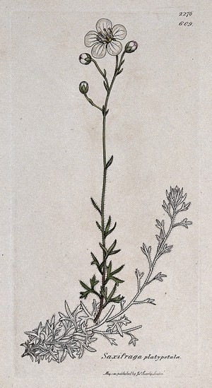 view Saxifrage or rockfoil (Saxifraga platypetala): flowering plant and floral segments. Coloured engraving after J. Sowerby, 1811.