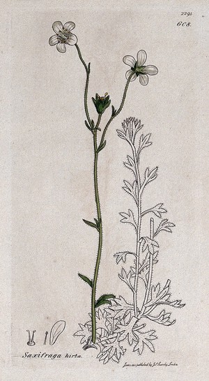 view Saxifrage or rockfoil (Saxifraga hirta): flowering stem and floral segments. Coloured engraving after J. Sowerby, 1811.