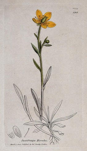 Saxifrage or rockfoil (Saxifraga hirculus): flowering stem and floral segments. Coloured engraving after J. Sowerby, 1802.