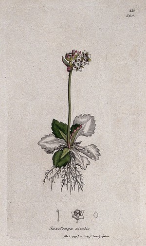 view Saxifrage or rockfoil (Saxifraga nivalis): flowering plant and floral segments. Coloured engraving after J. Sowerby, 1797.