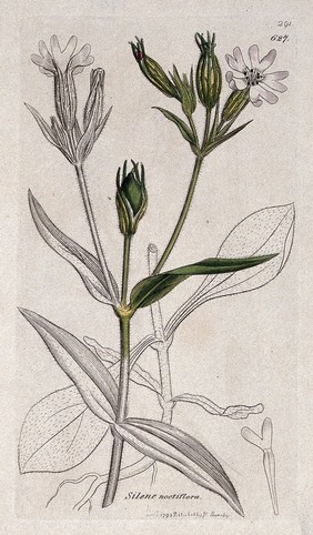 Night-flowering catchfly (Silene noctiflorum): flowering stem and floral segments. Coloured engraving after J. Sowerby, 1795.