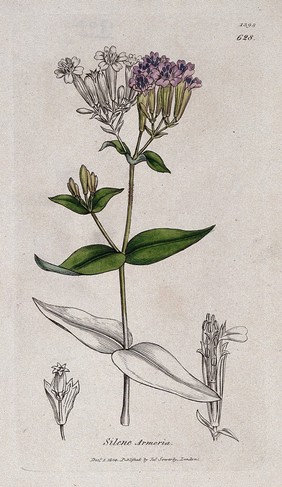 None-so-pretty (Silene armeria): flowering stem and floral segments. Coloured engraving after J. Sowerby, 1804.