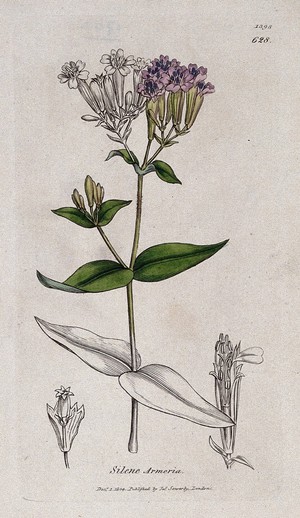 view None-so-pretty (Silene armeria): flowering stem and floral segments. Coloured engraving after J. Sowerby, 1804.