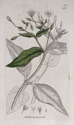 view Wood stitchwort (Stellaria nemorum): flowering stem and floral segments. Coloured engraving after J. Sowerby.