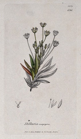 Stitchwort (Stellaria scapigera): flowering stem and floral segments. Coloured engraving after J. Sowerby, 1804.