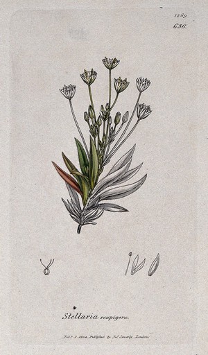 view Stitchwort (Stellaria scapigera): flowering stem and floral segments. Coloured engraving after J. Sowerby, 1804.