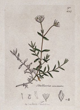 Mouse-ear (Cerastium species): flowering stem and floral segments. Coloured engraving after J. Sowerby, 1801.