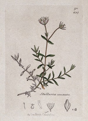 view Mouse-ear (Cerastium species): flowering stem and floral segments. Coloured engraving after J. Sowerby, 1801.