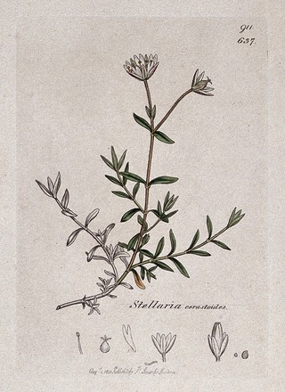 Mouse-ear (Cerastium species): flowering stem and floral segments. Coloured engraving after J. Sowerby, 1801.