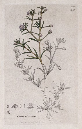 Sand spurrey (Spergularia rubra): flowering stem and floral segments. Coloured engraving after J. Sowerby, 1801.