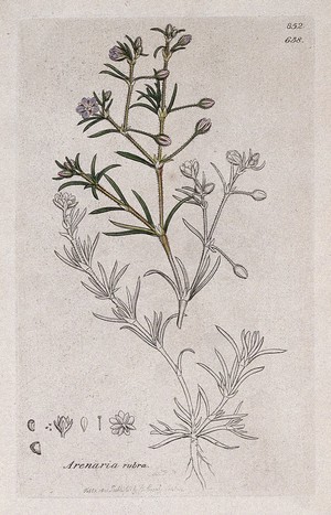 view Sand spurrey (Spergularia rubra): flowering stem and floral segments. Coloured engraving after J. Sowerby, 1801.