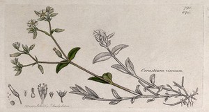 view Sticky mouse-ear (Cerastium glomeratum): flowering stem and floral segments. Coloured engraving after J. Sowerby, 1800.