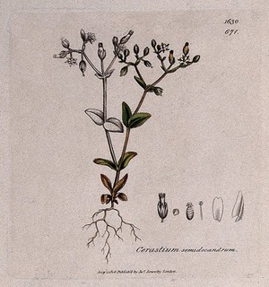 view Little mouse-ear (Cerastium semidecandrum): flowering stem and floral segments. Coloured engraving after J. Sowerby, 1806.