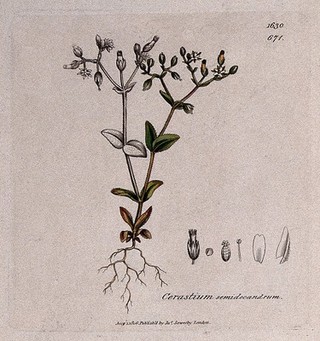 Little mouse-ear (Cerastium semidecandrum): flowering stem and floral segments. Coloured engraving after J. Sowerby, 1806.