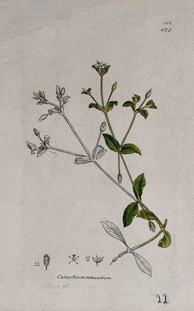 Mouse-ear (Cerastium tetrandrum): flowering stem and floral segments. Coloured engraving after J. Sowerby, 1794.