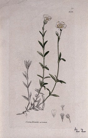 Field mouse-ear (Cerastium arvense): flowering stem and floral segments. Coloured engraving after J. Sowerby, 1793.