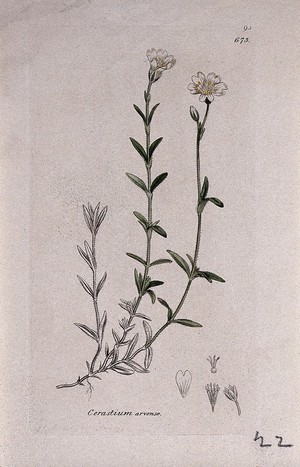 view Field mouse-ear (Cerastium arvense): flowering stem and floral segments. Coloured engraving after J. Sowerby, 1793.