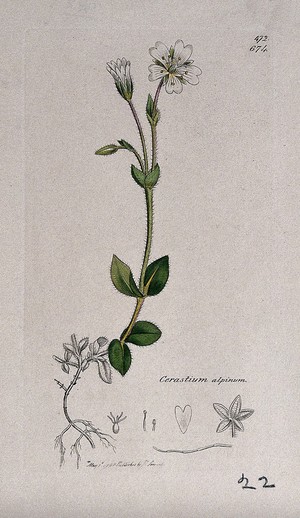 view Mouse-ear (Cerastium alpinum): flowering stem and floral segments. Coloured engraving after J. Sowerby, 1798.