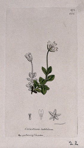 Mouse-ear (Cerastium latifolium): flowering stem and floral segments. Coloured engraving after J. Sowerby, 1798.