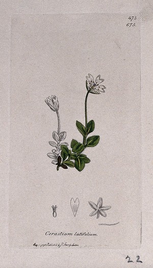 view Mouse-ear (Cerastium latifolium): flowering stem and floral segments. Coloured engraving after J. Sowerby, 1798.