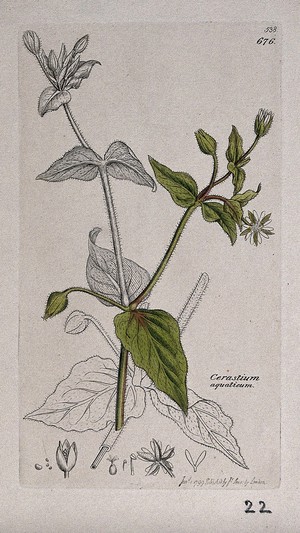 view Water chickweed (Myosoton aquaticum): flowering stem and floral segments. Coloured engraving after J. Sowerby, 1799.