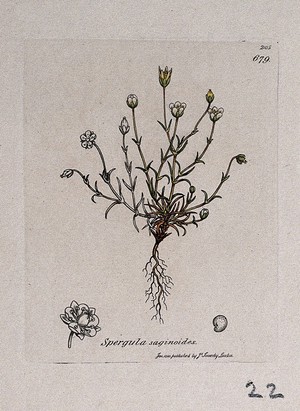 view Pearlwort (Sagina species): flowering plant and floral segments. Coloured engraving after J. Sowerby, 1810.