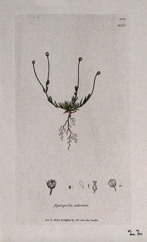 view Pearlwort (Sagina species): flowering plant and floral segments. Coloured engraving after J. Sowerby, 1802.