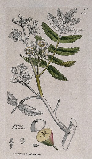 view A pear tree (Pyrus domestica): flowering stem, fruit and floral segments. Coloured engraving after J. Sowerby, 1796.