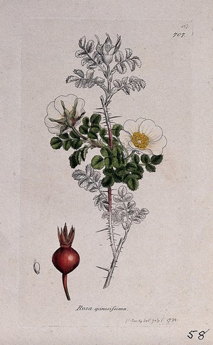 view Burnet rose (Rosa spinosissima): flowering stem, fruit and seed. Coloured engraving after J. Sowerby, 1794.