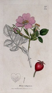 Eglantine rose (Rosa eglanteria): flowering stem, fruit and floral segments. Coloured engraving after J. Sowerby, 1802.