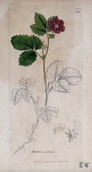 Arctic raspberry (Rubus arcticus): flowering stem, root and floral segments. Coloured engraving after J. Sowerby, 1806.